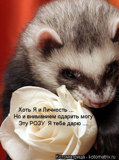 Хоть Я и Личность ... Но и вниманием одарить могу Эту РОЗУ Я тебе дарю ....... Котоматрица: Хоть Я и Личность ... Но и вниманием одарить могу Эту РОЗУ Я тебе дарю ....