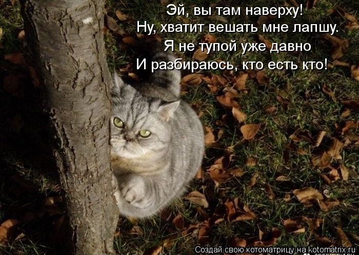 Эй, вы там наверху! Ну, хватит вешать мне лапшу. Я не тупой уже давно И разбираюсь, кто есть кто!... Котоматрица: Эй, вы там наверху! Ну, хватит вешать мне лапшу. Я не тупой уже давно И разбираюсь, кто есть кто!