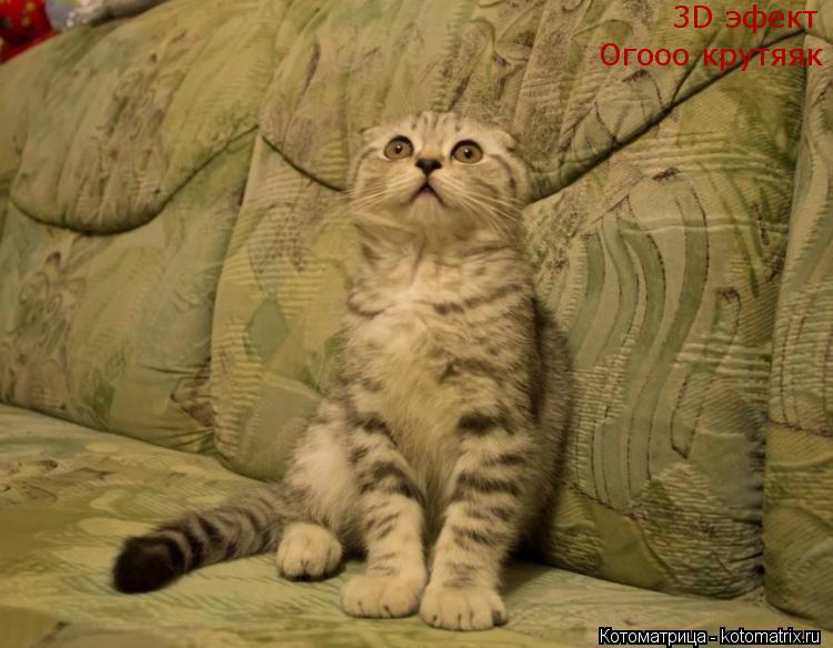 3D эфект Огооо крутяяк... Котоматрица: 3D эфект Огооо крутяяк