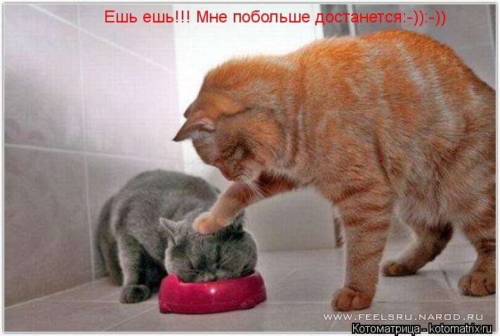 Ешь ешь!!! Мне побольше достанется:-)):-))... Котоматрица: Ешь ешь!!! Мне побольше достанется:-)):-))
