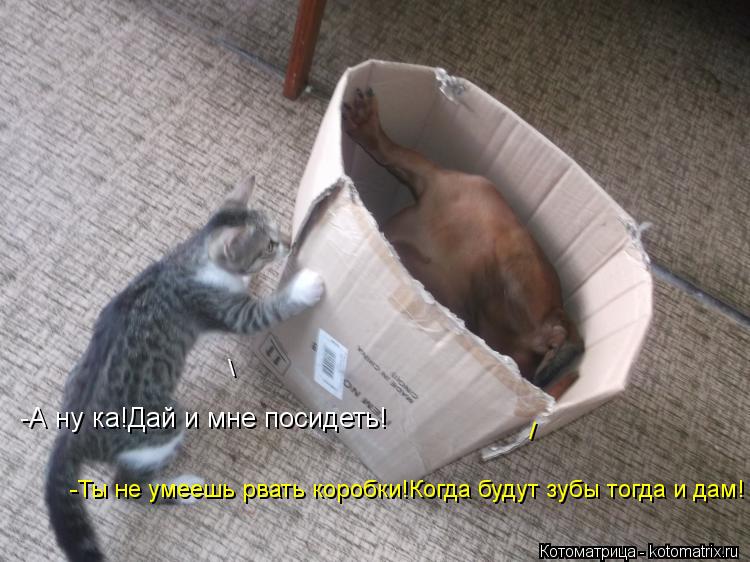 -А ну ка!Дай и мне посидеть! -Ты не умеешь рвать коробки!Когда будут зубы тогда и дам! / \... Котоматрица: -А ну ка!Дай и мне посидеть! -Ты не умеешь рвать коробки!Когда будут зубы тогда и дам! / \