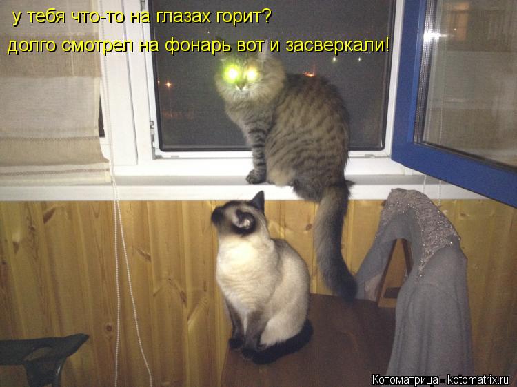 у тебя что-то на глазах горит? долго смотрел на фонарь вот и засверкали!... Котоматрица: у тебя что-то на глазах горит? долго смотрел на фонарь вот и засверкали!