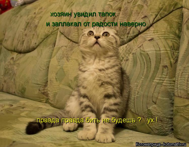 хозяин увидил тапок и заплакал от радости наверно правда правда бить не будешь ? ух !... Котоматрица: хозяин увидил тапок и заплакал от радости наверно правда правда бить не будешь ? ух !
