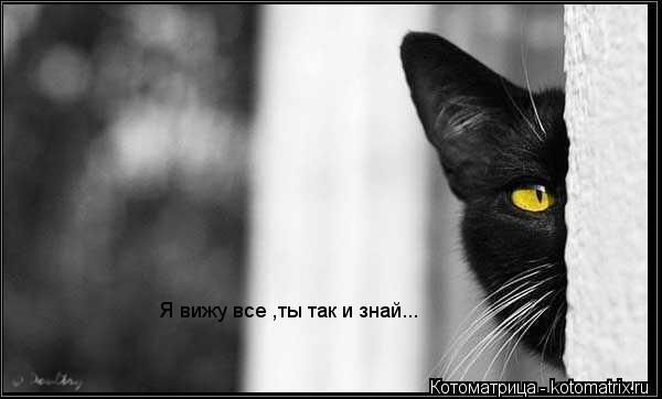 Я вижу все ,ты так и знай...... Котоматрица: Я вижу все ,ты так и знай...