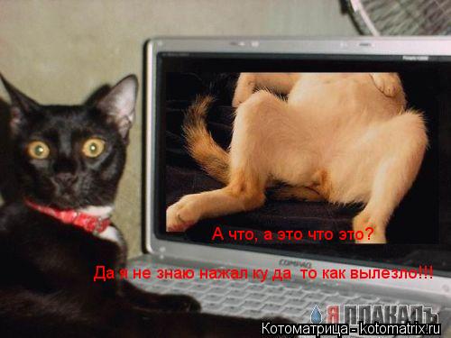 А что, а это что это? Да я не знаю нажал ку да то как вылезло!!!... Котоматрица: А что, а это что это? Да я не знаю нажал ку да то как вылезло!!!