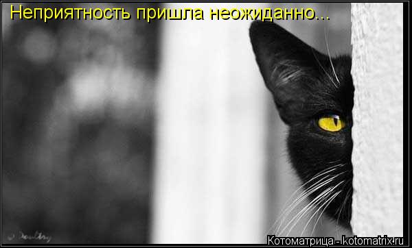 Неприятность пришла неожиданно...... Котоматрица: Неприятность пришла неожиданно...