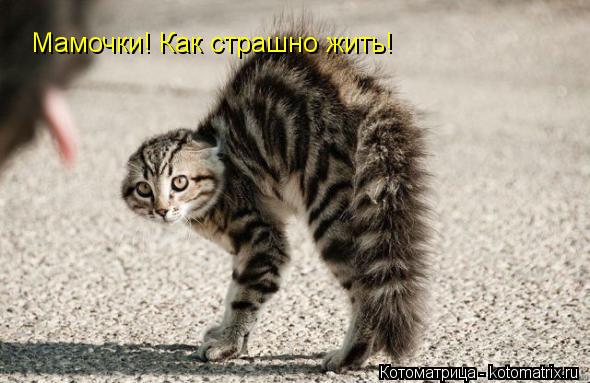 Мамочки! Как страшно жить!... Котоматрица: Мамочки! Как страшно жить!