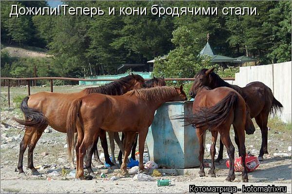 Дожили!Теперь и кони бродячими стали.... Котоматрица: Дожили!Теперь и кони бродячими стали.