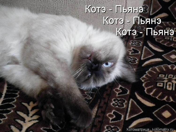 Котэ - Пьянэ Котэ - Пьянэ Котэ - Пьянэ... Котоматрица: Котэ - Пьянэ Котэ - Пьянэ Котэ - Пьянэ