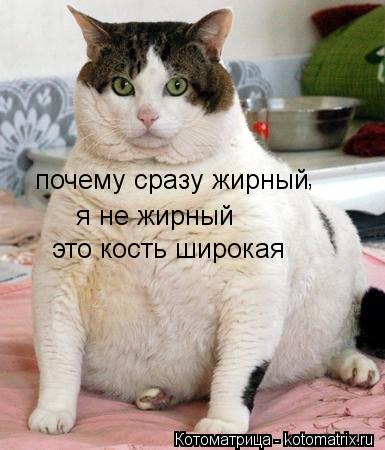 почему сразу жирный я не жирный , это кость широкая... Котоматрица: почему сразу жирный я не жирный , это кость широкая