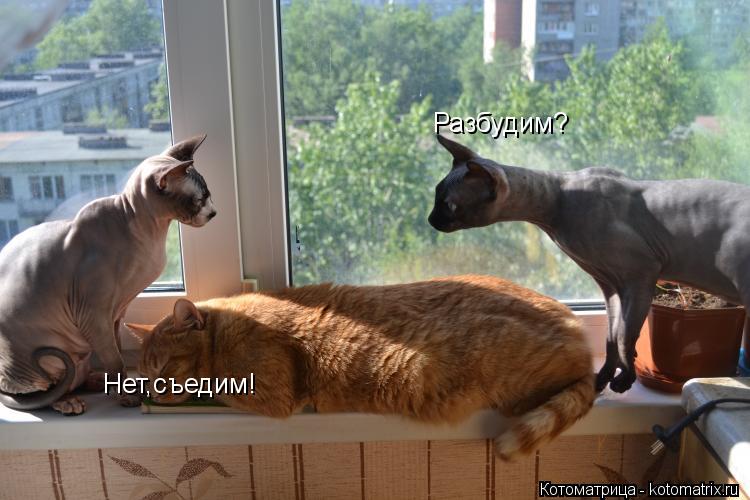 Разбудим? Нет,съедим!... Котоматрица: Разбудим? Нет,съедим!