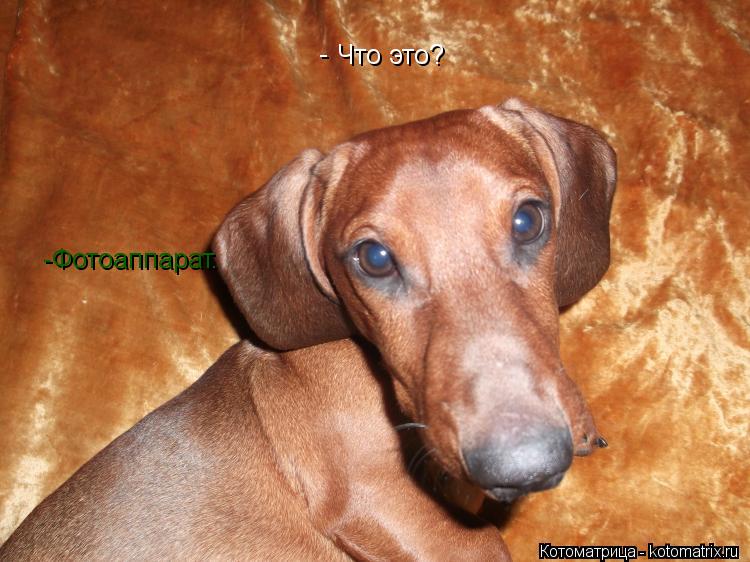 Что это? - -Фотоаппарат.... Котоматрица: Что это? - -Фотоаппарат.