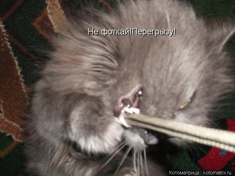 Не фоткай!Перегрызу!... Котоматрица: Не фоткай!Перегрызу!