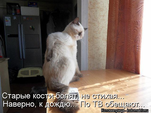 Старые кости болят, не стихая... Наверно, к дождю... По ТВ обещают...... Котоматрица: Старые кости болят, не стихая... Наверно, к дождю... По ТВ обещают...