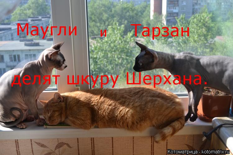 Маугли и Тарзан делят шкуру Шерхана.... Котоматрица: Маугли и Тарзан делят шкуру Шерхана.