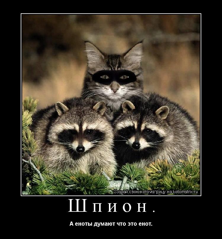 Шпион. А еноты думают что это енот.... Котоматрица: Шпион. А еноты думают что это енот.