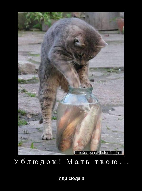 Ублюдок! Мать твою... Иди сюда!!!... Котоматрица: Ублюдок! Мать твою... Иди сюда!!!