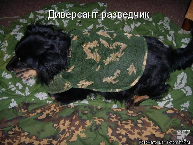 Диверсант-разведчик... Котоматрица: Диверсант-разведчик
