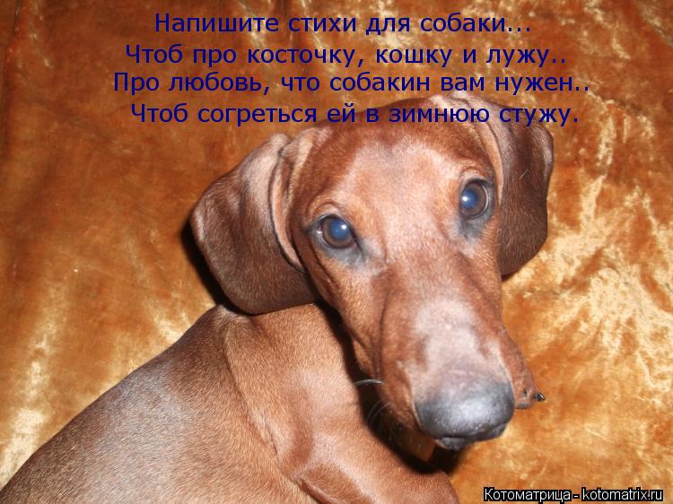 Напишите стихи для собаки... Чтоб про косточку, кошку и лужу.. Про любовь, что собакин вам нужен.. Чт... Котоматрица: Напишите стихи для собаки... Чтоб про косточку, кошку и лужу.. Про любовь, что собакин вам нужен.. Чтоб согреться ей в зимнюю стужу.