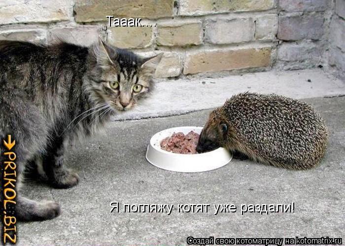 Тааак.... Я погляжу котят уже раздали!... Котоматрица: Тааак.... Я погляжу котят уже раздали!
