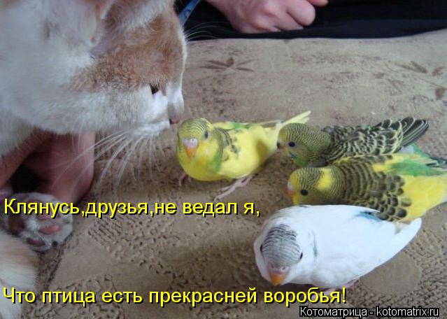 Клянусь,друзья,не ведал я, Что птица есть прекрасней воробья!... Котоматрица: Клянусь,друзья,не ведал я, Что птица есть прекрасней воробья!