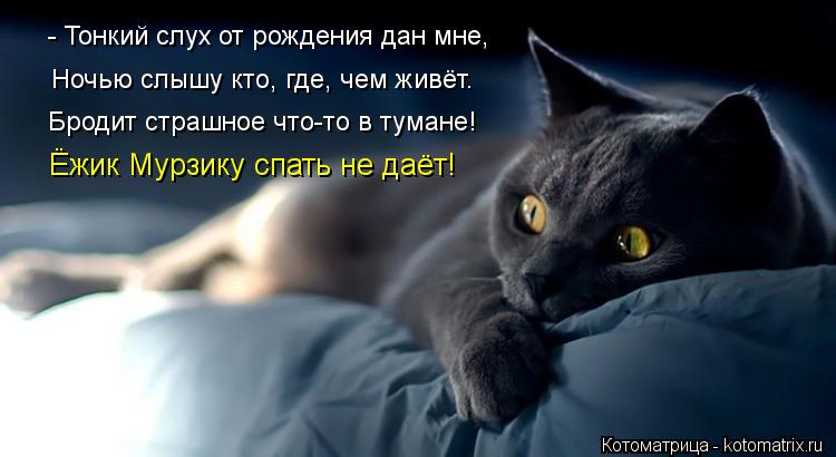 - Тонкий слух от рождения дан мне, Ночью слышу кто, где, чем живёт. Бродит страшное что-то в тумане... Котоматрица: - Тонкий слух от рождения дан мне, Ночью слышу кто, где, чем живёт. Бродит страшное что-то в тумане! Ёжик Мурзику спать не даёт!