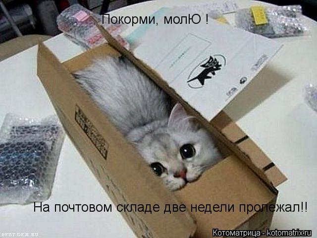 Покорми, молЮ ! На почтовом складе две недели пролежал!! На почтовом складе две недели пролежал!! Пок... Котоматрица: Покорми, молЮ ! На почтовом складе две недели пролежал!! На почтовом складе две недели пролежал!! Покорми, молЮ !