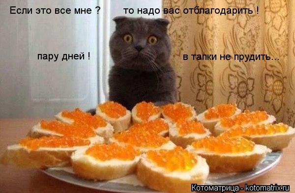 Если это все мне ? то надо вас отблагодарить ! пару дней ! в тапки не прудить...... Котоматрица: Если это все мне ? то надо вас отблагодарить ! пару дней ! в тапки не прудить...