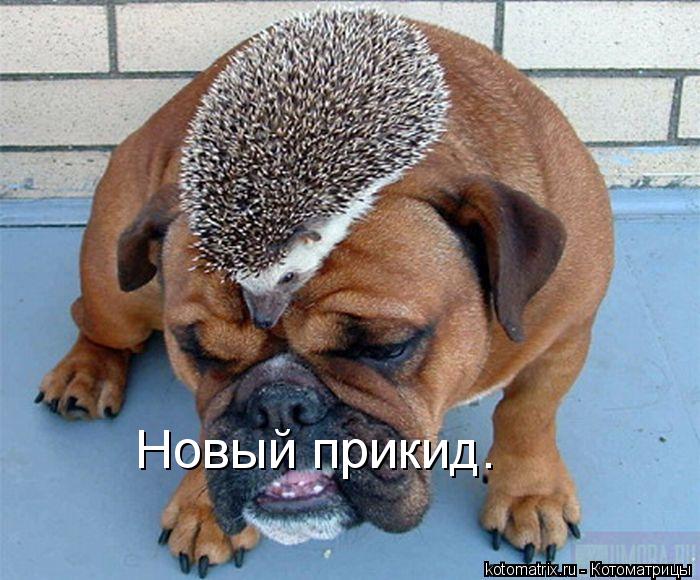 Новый прикид.... Котоматрица: Новый прикид.