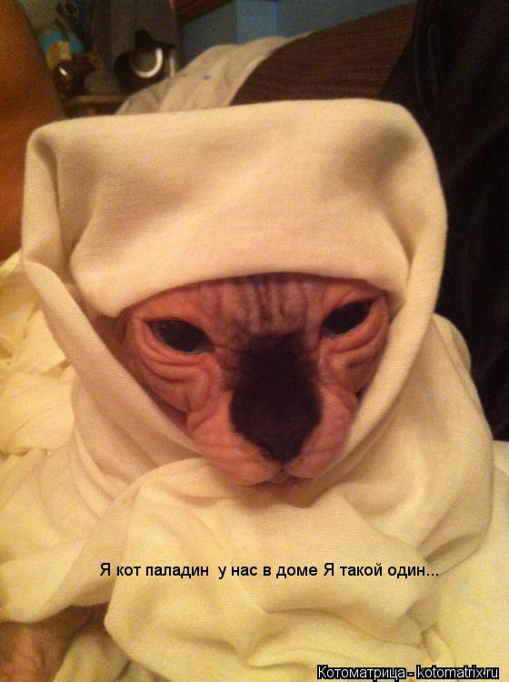 Я кот паладин у нас в доме Я такой один...... Котоматрица: Я кот паладин у нас в доме Я такой один...