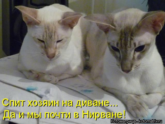 Спит хозяин на диване... Да и мы почти в Нирване!... Котоматрица: Спит хозяин на диване... Да и мы почти в Нирване!