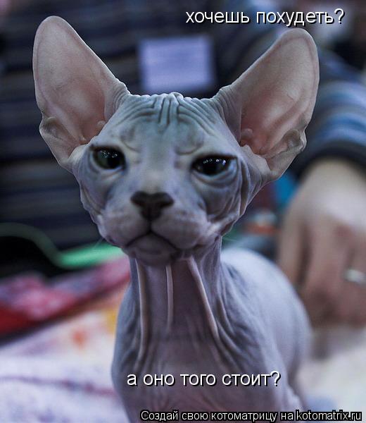хочешь похудеть? а оно того стоит?... Котоматрица: хочешь похудеть? а оно того стоит?