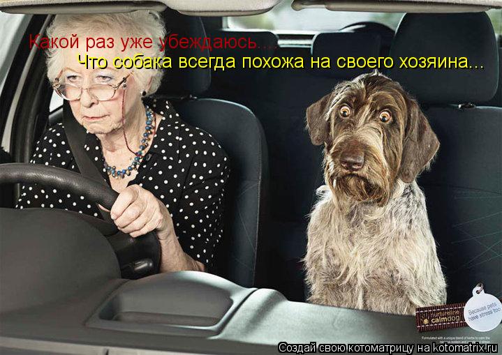 Какой раз уже убеждаюсь.... Что собака всегда похожа на своего хозяина...... Котоматрица: Какой раз уже убеждаюсь.... Что собака всегда похожа на своего хозяина...