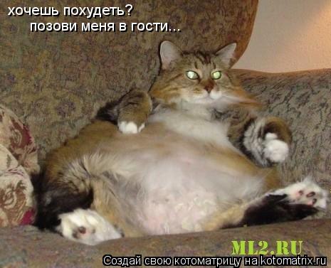 хочешь похудеть? позови меня в гости...... Котоматрица: хочешь похудеть? позови меня в гости...