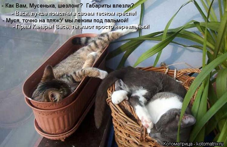 - Как Вам, Мусенька, шезлонг? Габариты влезли? - Вася, лучше помолчи в своем тесном кресле! - Муся, ... Котоматрица: - Как Вам, Мусенька, шезлонг? Габариты влезли? - Вася, лучше помолчи в своем тесном кресле! - Муся, точно на пляжУ мы лежим под пальмой! - Прям Ка