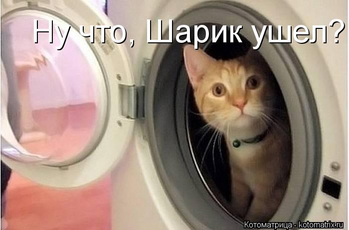 Ну что, Шарик ушел?... Котоматрица: Ну что, Шарик ушел?