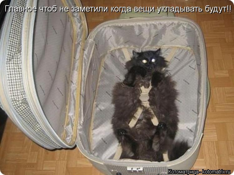 Главное чтоб не заметили когда вещи укладывать будут!!... Котоматрица: Главное чтоб не заметили когда вещи укладывать будут!!