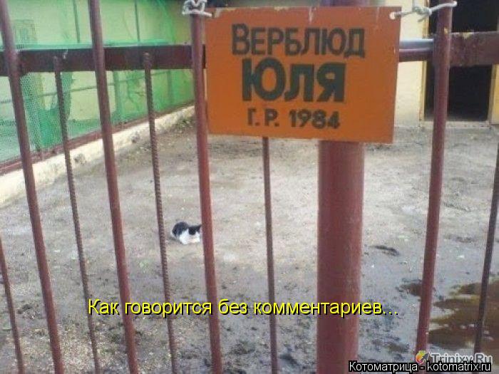 Как говорится без комментариев...... Котоматрица: Как говорится без комментариев...