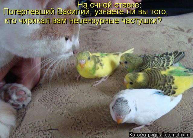 На очной ставке: Потерпевший Василий, узнаете ли вы того, кто чирикал вам нецензурные частушки?... Котоматрица: На очной ставке: Потерпевший Василий, узнаете ли вы того, кто чирикал вам нецензурные частушки?
