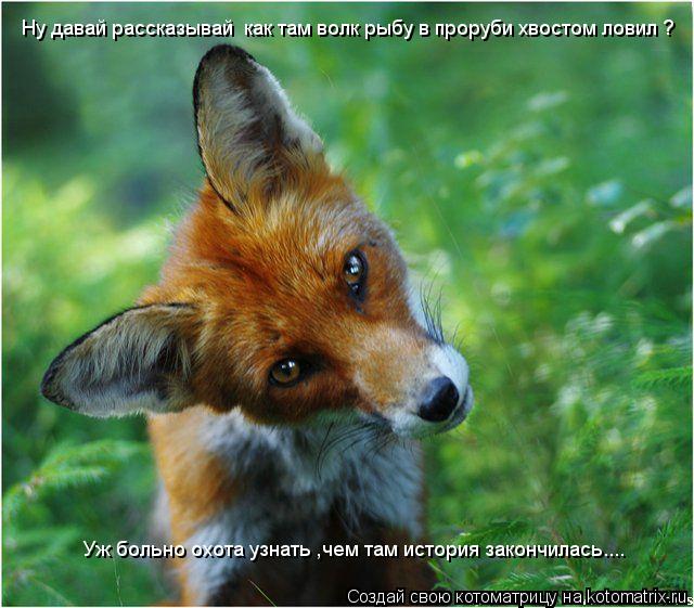 Ну давай рассказывай как там волк рыбу в проруби хвостом ловил ? Уж больно охота узнать ,чем там ист... Котоматрица: Ну давай рассказывай как там волк рыбу в проруби хвостом ловил ? Уж больно охота узнать ,чем там история закончилась....