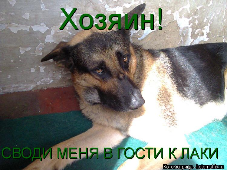 Хозяин! СВОДИ МЕНЯ В ГОСТИ К ЛАКИ... Котоматрица: Хозяин! СВОДИ МЕНЯ В ГОСТИ К ЛАКИ