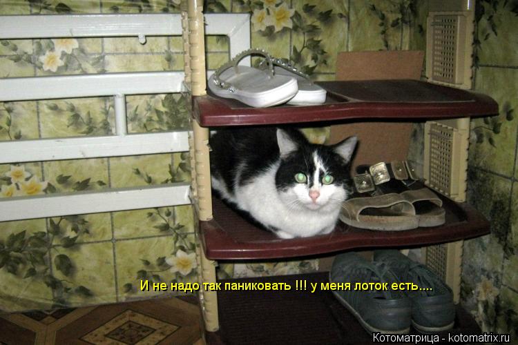 И не надо так паниковать !!! у меня лоток есть....... Котоматрица: И не надо так паниковать !!! у меня лоток есть....