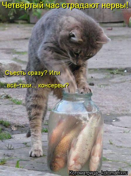 http://kotomatrix.ru/images/lolz/2013/07/19/kotomatritsa_R.jpg