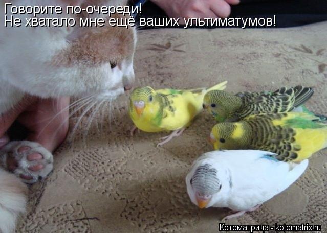 Говорите по-очереди! Не хватало мне ещё ваших ультиматумов!... Котоматрица: Говорите по-очереди! Не хватало мне ещё ваших ультиматумов!