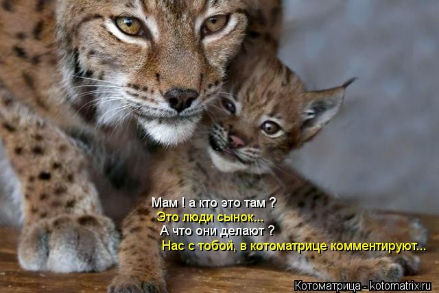 Мам ! а кто это там ? Это люди сынок... А что они делают ? Нас с тобой, в котоматрице комментируют...... Котоматрица: Мам ! а кто это там ? Это люди сынок... А что они делают ? Нас с тобой, в котоматрице комментируют...