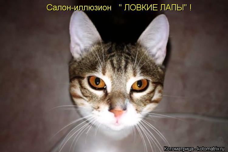 Салон-иллюзион " ЛОВКИЕ ЛАПЫ" !... Котоматрица: Салон-иллюзион " ЛОВКИЕ ЛАПЫ" !