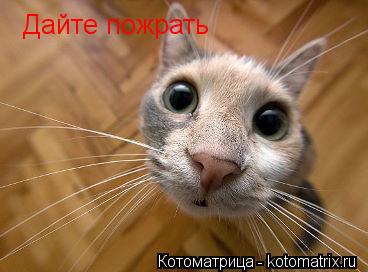 Дайте пожрать... Котоматрица: Дайте пожрать