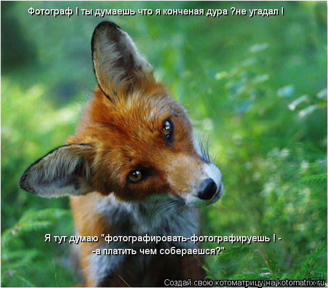 Фотограф ! ты думаешь что я конченая дура ?не угадал ! Я тут думаю "фотографировать-фотографируешь ! ... Котоматрица: Фотограф ! ты думаешь что я конченая дура ?не угадал ! Я тут думаю "фотографировать-фотографируешь ! - -а платить чем собераешся?"