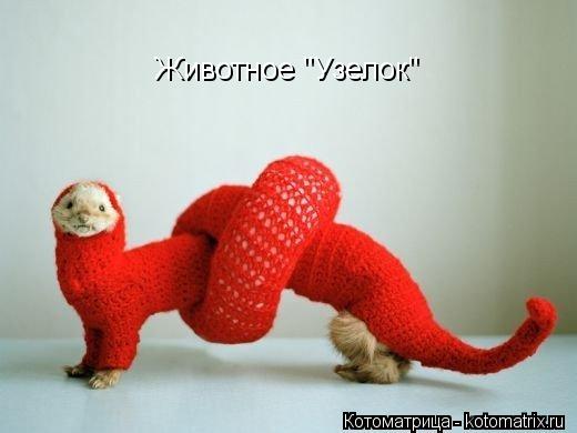 Животное "Узелок"... Котоматрица: Животное "Узелок"