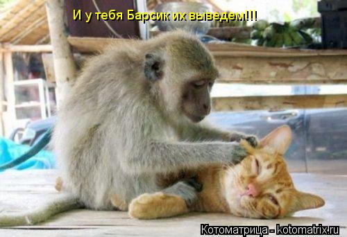 И у тебя Барсик их выведем!!!... Котоматрица: И у тебя Барсик их выведем!!!